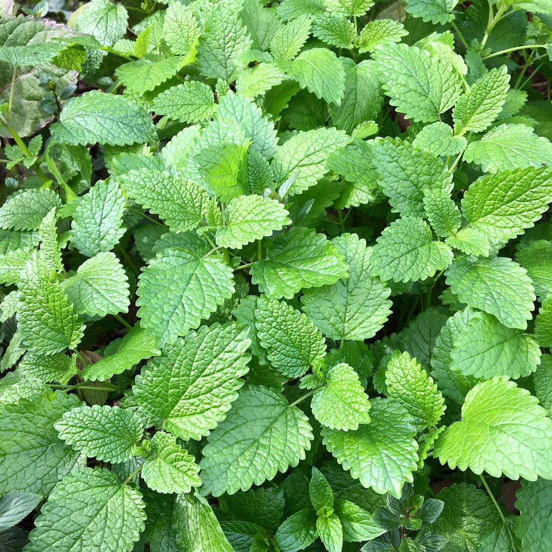 GRÜNER TEE & SPEAR MINT 30g