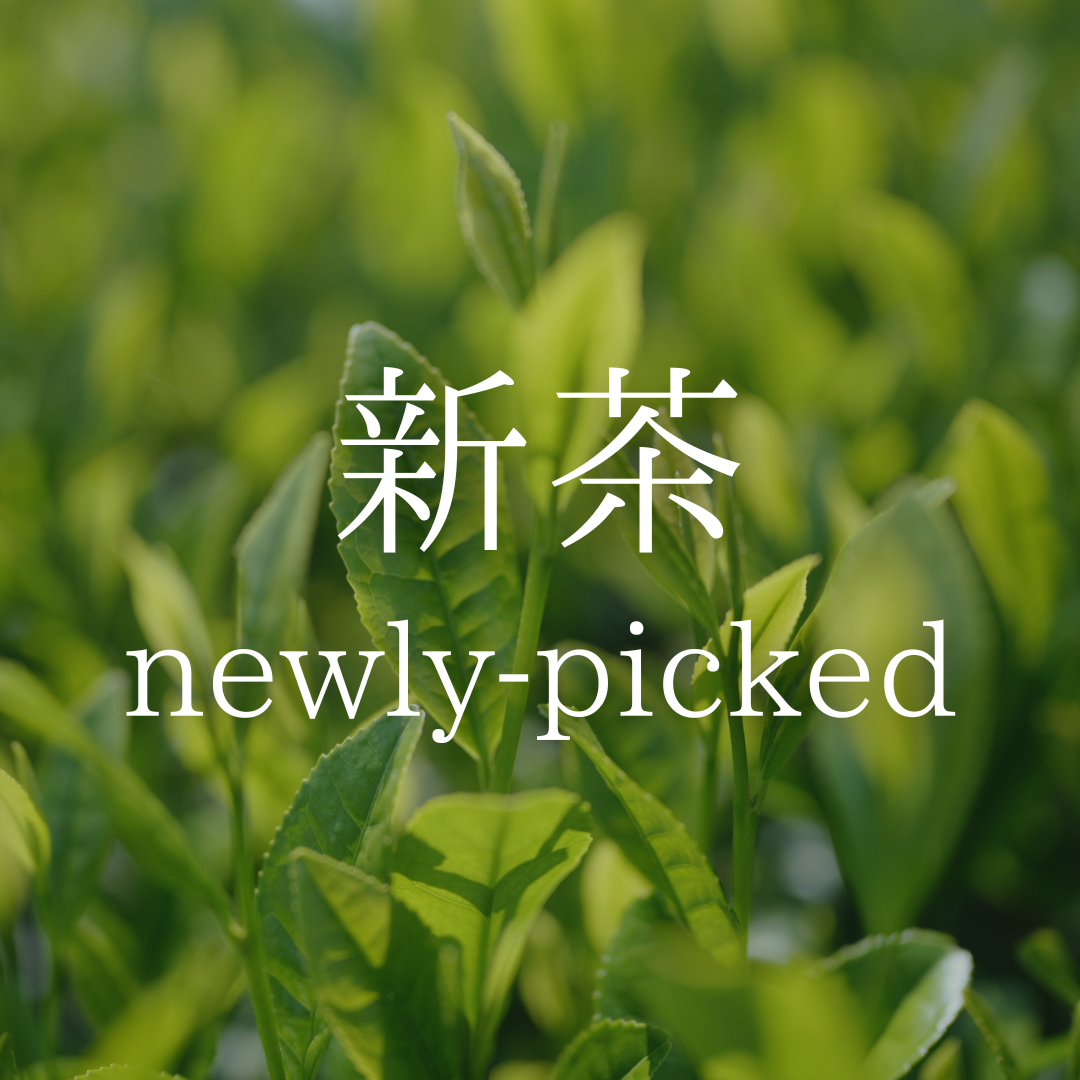 新茶-2026年