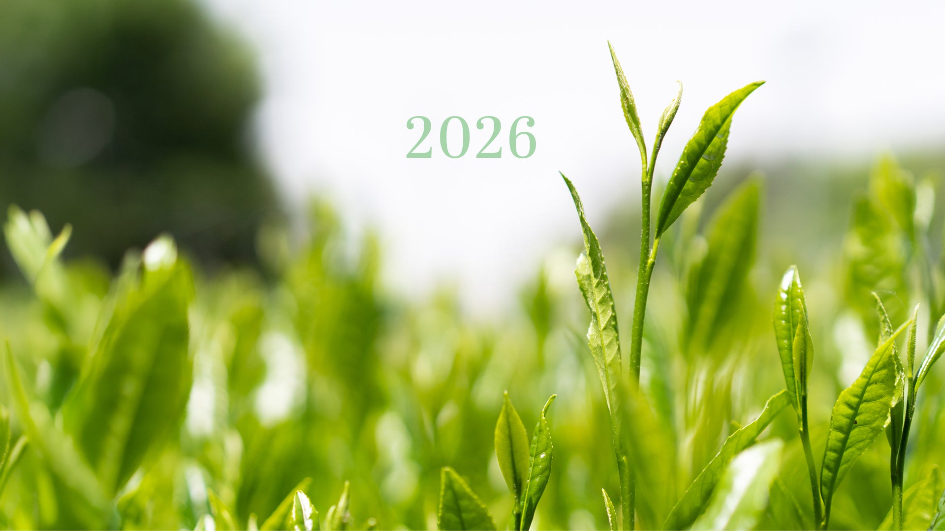 Yoshida Tea Farm | Order delicious green tea and Japanese black
