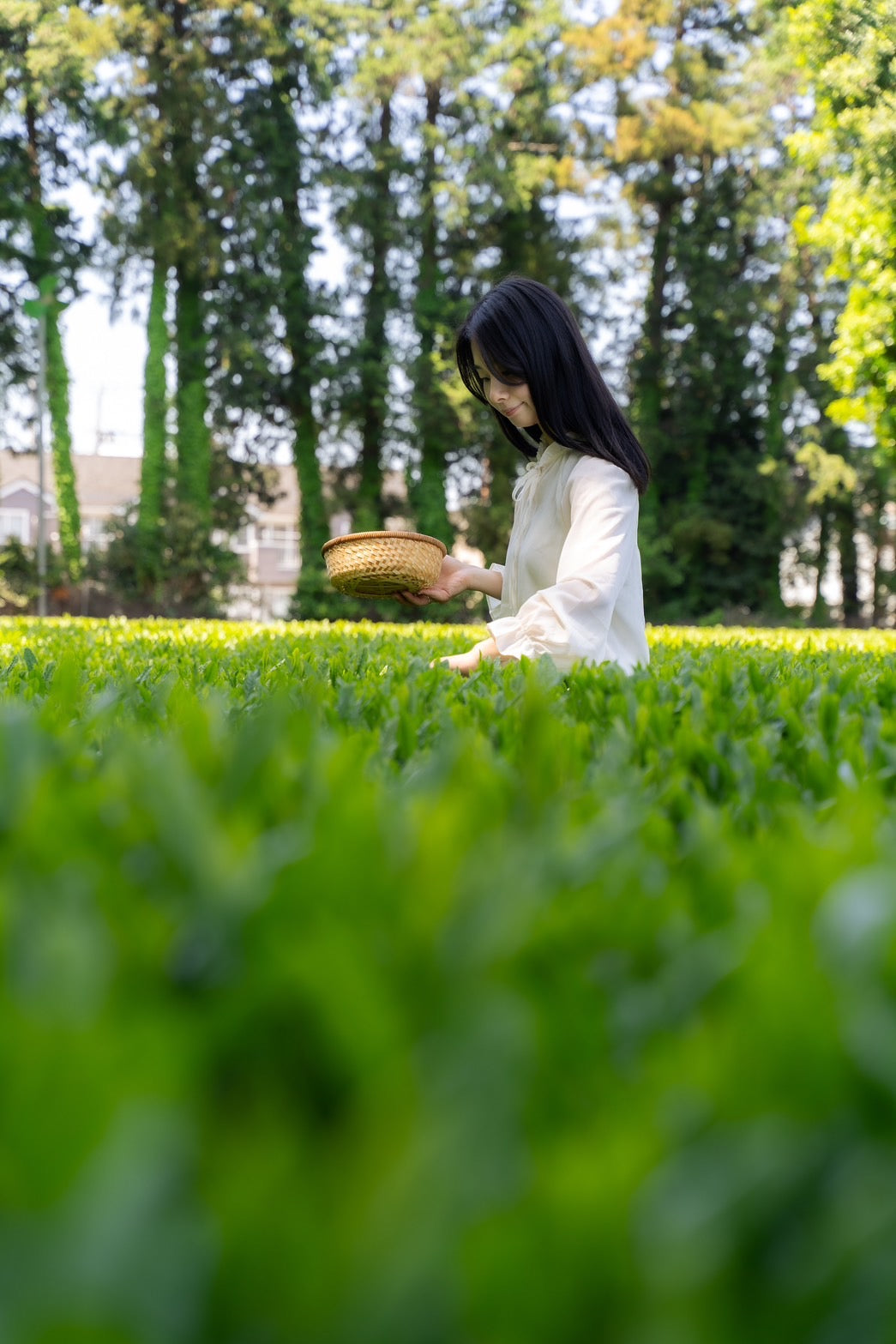 [Limited to 2 groups per day] Yoshida Tea Garden Premium Tea Tour | A 4-hour journey through 180 years of tradition, experiencing the world of tea with all five senses